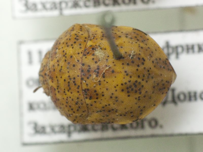 Sphaerocoris testudogrisea